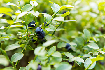 Image showing Bilberry, whortleberry or European blueberry