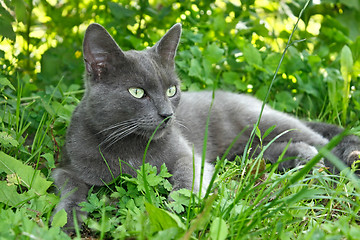 Image showing Gray cat lying on the grass