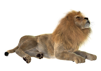 Image showing Male Lion