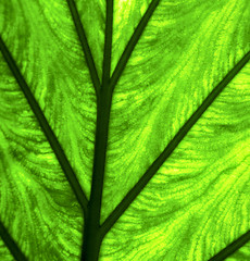 Image showing abstract leaf and his veins background  macro close 