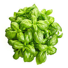 Image showing fresh green basil leaves