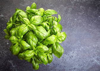 Image showing fresh organic basil