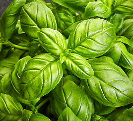 Image showing basil background