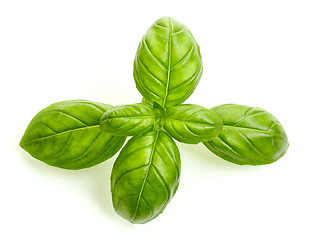 Image showing fresh organic basil