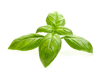 Image showing fresh organic basil