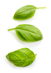 Image showing fresh organic basil