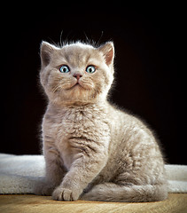 Image showing portrait of british short hair kitten
