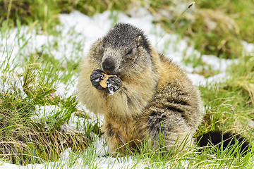 Image showing Alpine marmot