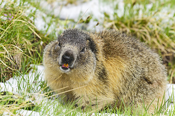 Image showing Alpine marmot