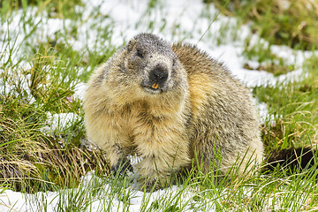 Image showing Alpine marmot