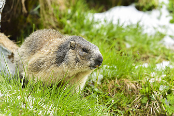 Image showing Alpine marmot