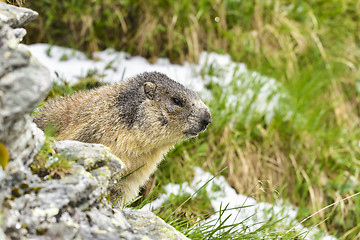 Image showing Alpine marmot