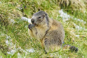 Image showing Alpine marmot