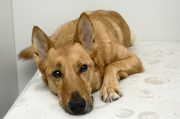 Image showing brown mongrel dog lying on a bed