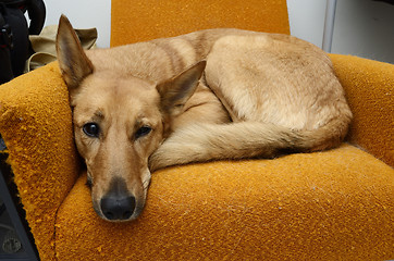 Image showing brown mongrel dog lying in the orange chair