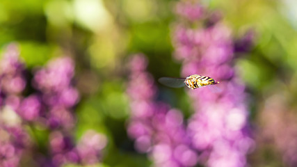 Image showing Wasp in flight on background of flowers