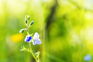 Image showing Macro of blue meadow flower