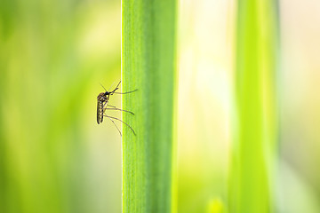 Image showing Macro shot of mosquito