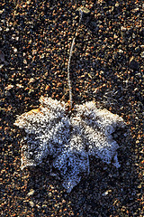 Image showing maple leaf covered with ice crystals