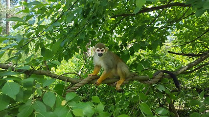 Image showing Small Monkey