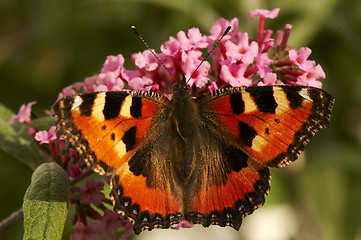 Image showing tortoiseshell butterfly