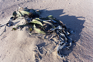 Image showing Welwitschia mirabilis, Amazing desert plant, living fossil