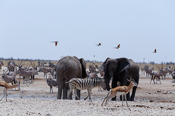 Image showing crowded waterhole with Elephants, zebras, springbok and orix