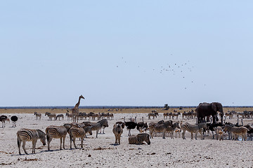 Image showing crowded waterhole with Elephants, zebras, springbok and orix