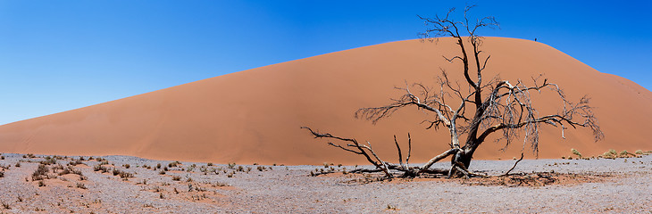 Image showing wide panorama Dune 45 in sossusvlei Namibia