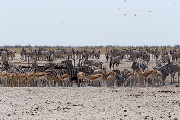 Image showing crowded waterhole with Elephants, zebras, springbok and orix