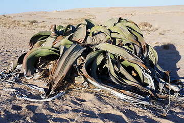 Image showing Welwitschia mirabilis, Amazing desert plant, living fossil