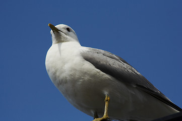 Image showing seagull