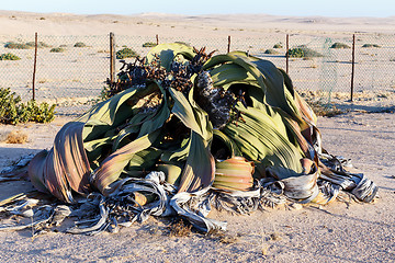 Image showing Welwitschia mirabilis, Amazing desert plant, living fossil