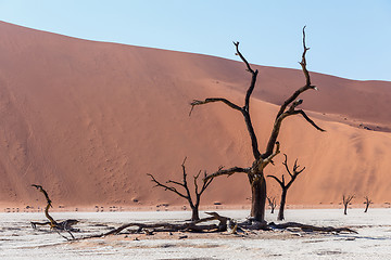 Image showing beautiful landscape of Hidden Vlei in Namib desert 