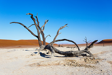 Image showing beautiful landscape of Hidden Vlei in Namib desert 