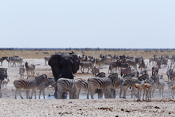 Image showing crowded waterhole with Elephants, zebras, springbok and orix