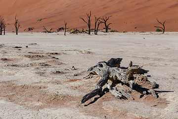 Image showing beautiful landscape of Hidden Vlei in Namib desert 