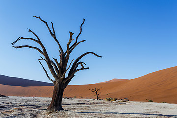 Image showing beautiful landscape of Hidden Vlei in Namib desert 