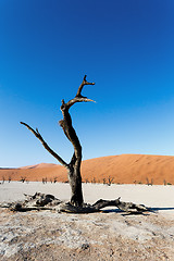 Image showing beautiful landscape of Hidden Vlei in Namib desert 