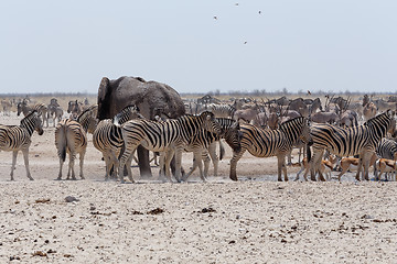 Image showing crowded waterhole with Elephants, zebras, springbok and orix