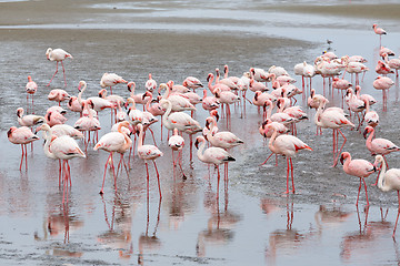 Image showing Rosy Flamingo colony in Walvis Bay Namibia