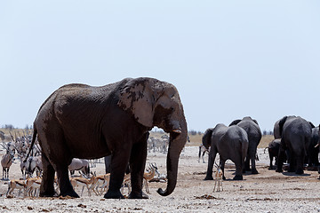 Image showing crowded waterhole with Elephants, zebras, springbok and orix