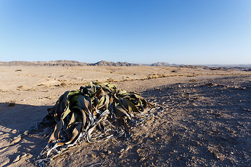 Image showing Welwitschia mirabilis, Amazing desert plant, living fossil