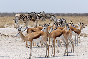 Image showing herd of springbok and zebra in Etosha