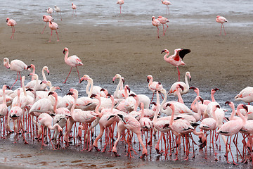 Image showing Rosy Flamingo colony in Walvis Bay Namibia