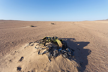 Image showing Welwitschia mirabilis, Amazing desert plant, living fossil