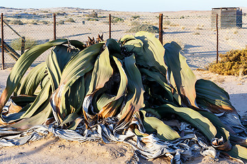 Image showing Welwitschia mirabilis, Amazing desert plant, living fossil