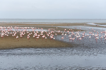 Image showing Rosy Flamingo colony in Walvis Bay Namibia