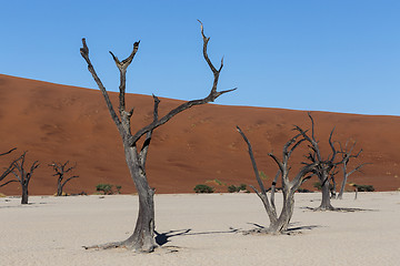 Image showing beautiful landscape of Hidden Vlei in Namib desert 