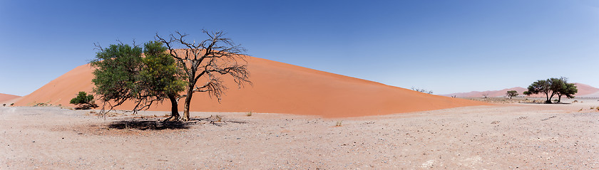 Image showing wide panorama Dune 45 in sossusvlei Namibia